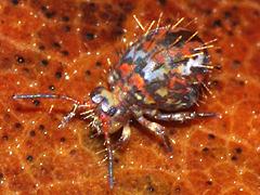 Globular Springtail